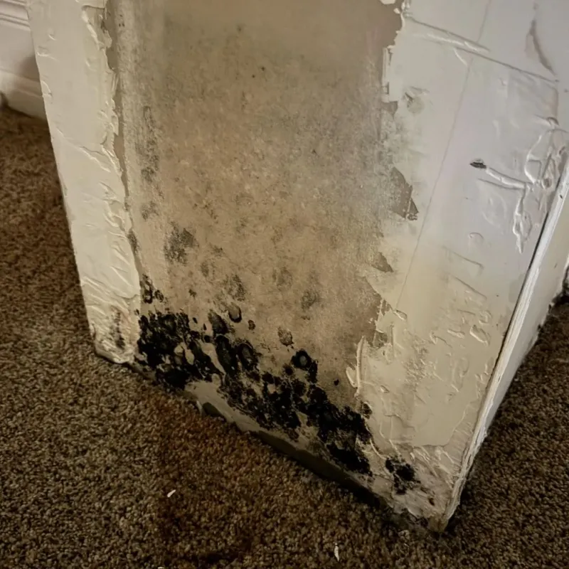 Professional Mold Removal in Sanderson, TX